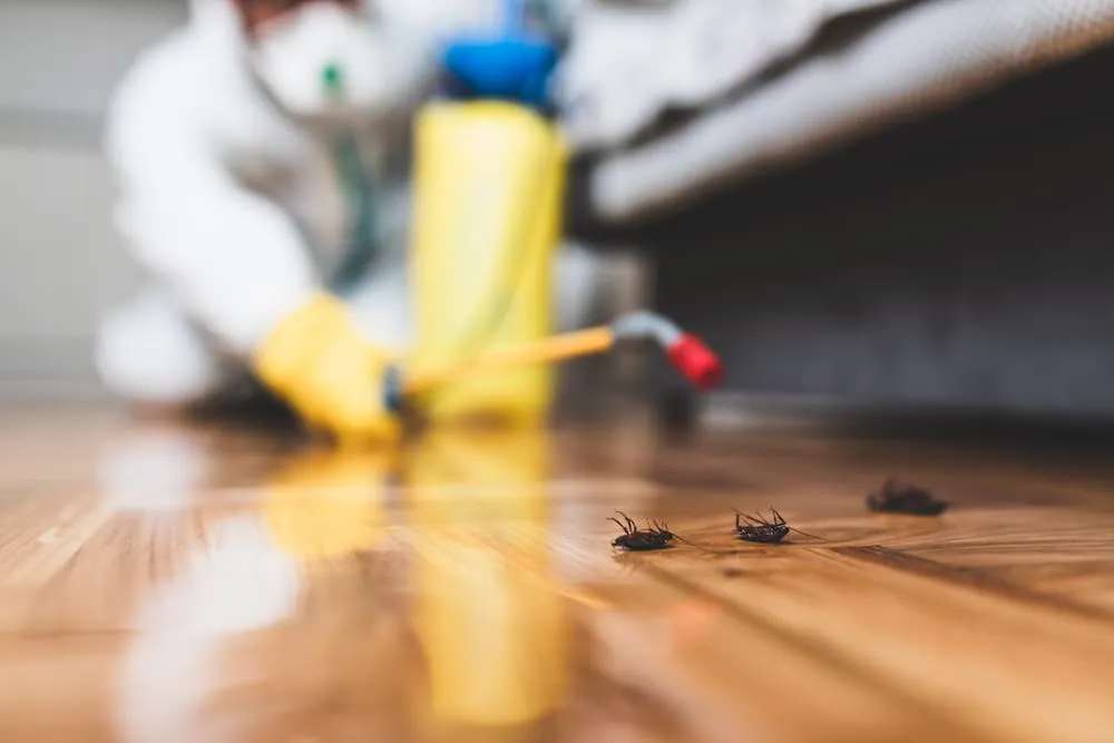 Professional pest control technician inspecting Yuma AZ home for cockroach infestation